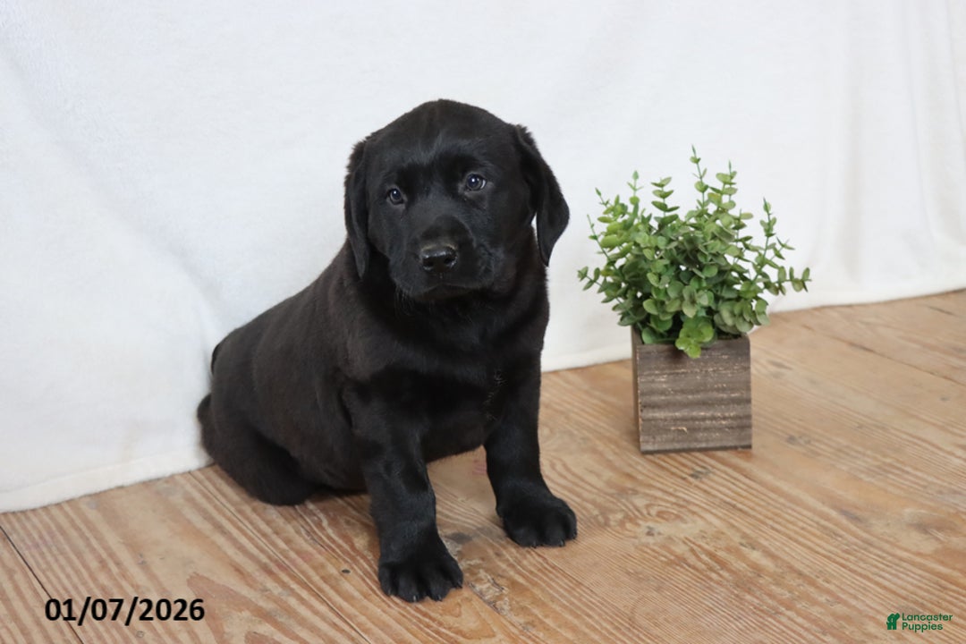 Labrador Retriever dogs for sale: Frank - Ad 6