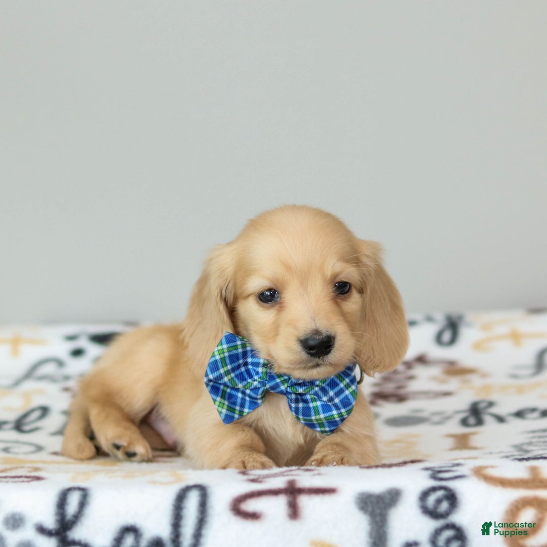 Lucia Beau's Pups for sale in Plymouth Lancaster Puppies