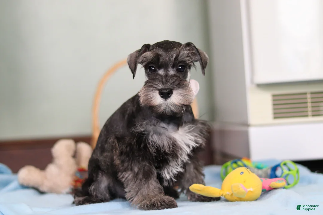 Miniature Schnauzer dogs for sale: Trace - Ad 2