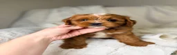 Cavapoo dogs for sale: Cosmo - Ad 5