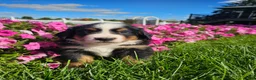 Bernese Mountain Dog dogs for sale: Ty - Ad 3
