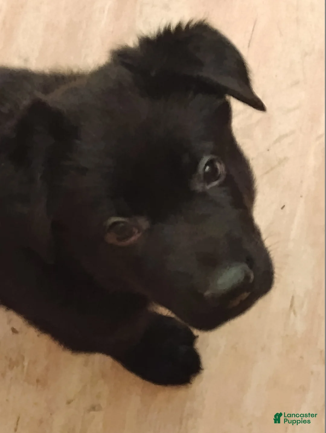 German Shepherd dogs for sale: German Shepherd Puppy 3 - Ad 6
