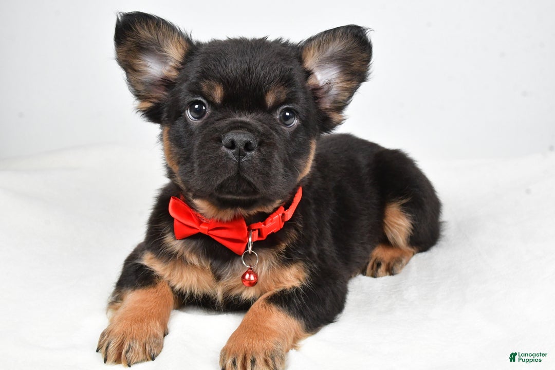 French Bulldog dogs for sale: Morris - Ad 3