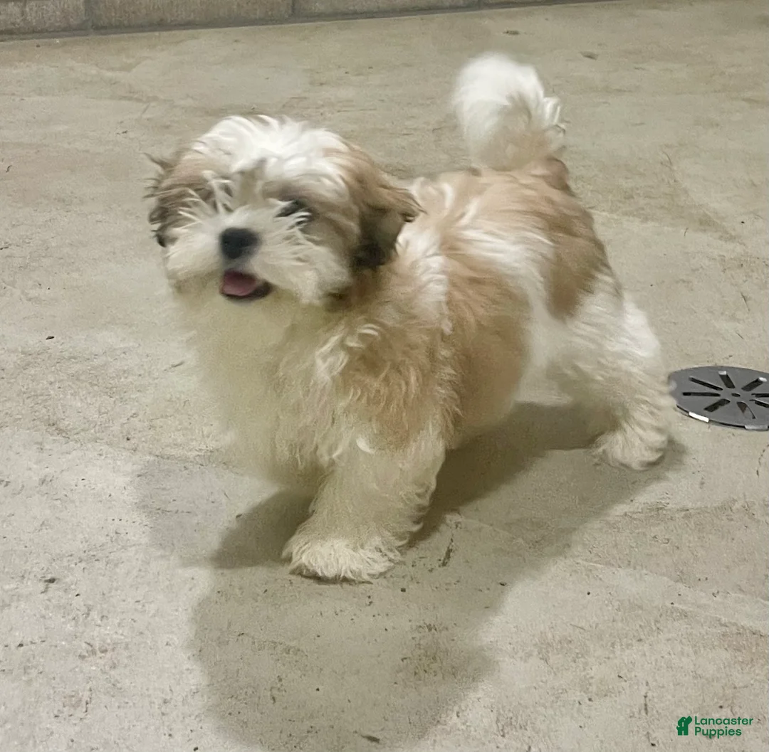 Teddy Bear dogs for sale: Lucy - Ad 1