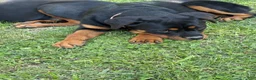 Rottweiler dogs for sale: Light Pink Collar - Ad 2
