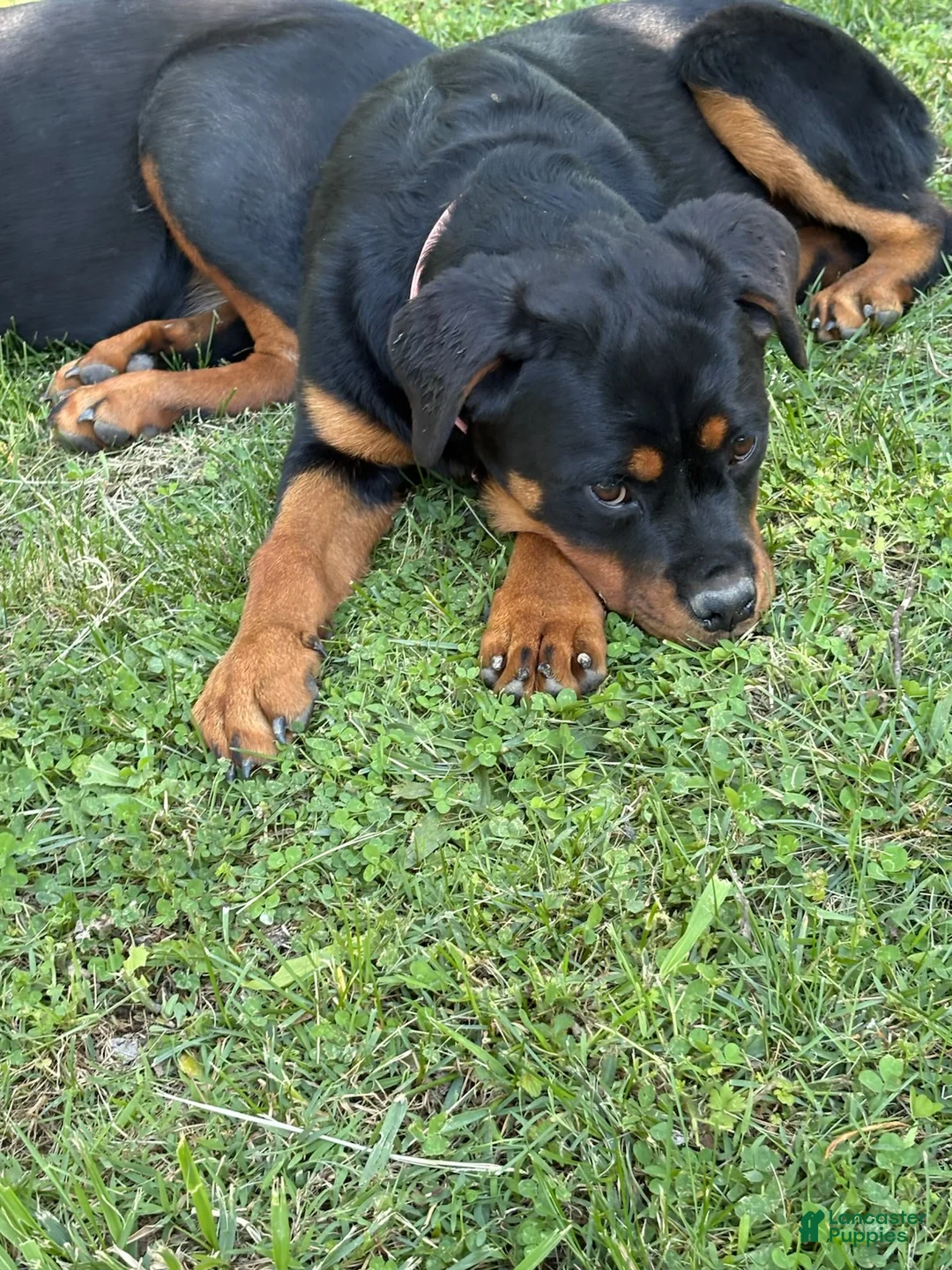 Rottweiler dogs for sale: Light Pink Collar - Ad 2