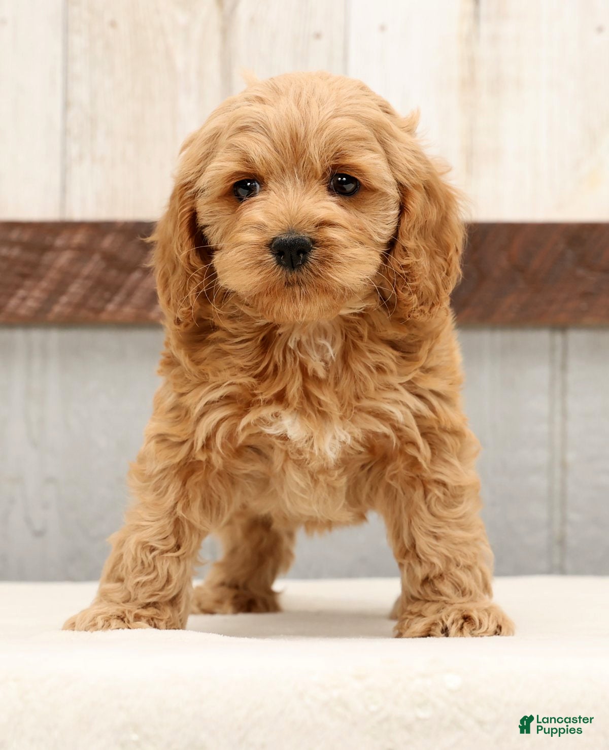 Cockapoo dogs Harold - Ad 2