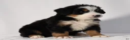 Bernese Mountain Dog dogs for sale: Ruby - Ad 7