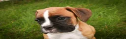 Boxer dogs for sale: Elam - Ad 2