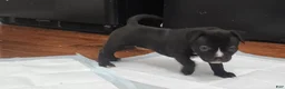 American Bully dogs for sale: Black w/ white chest patch & white face mark  - Ad 4