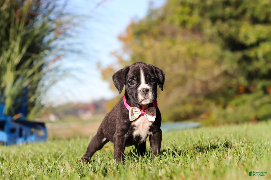 Boxer dogs for sale: Winnie - Ad 2