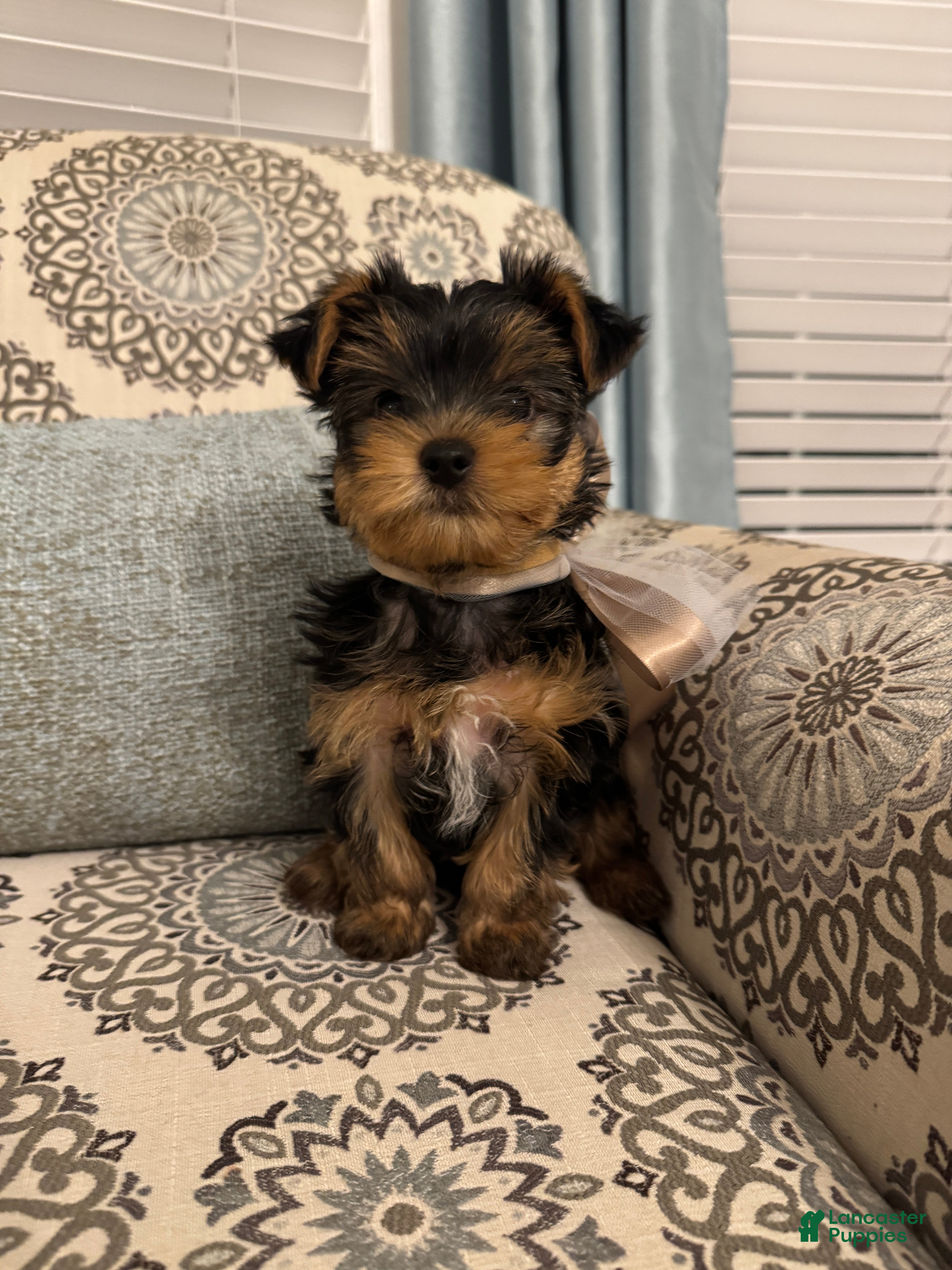 Yorkshire Terrier dogs Louis - Ad 2