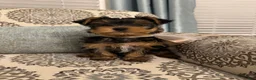 Yorkshire Terrier dogs for sale: Louis - Ad 2