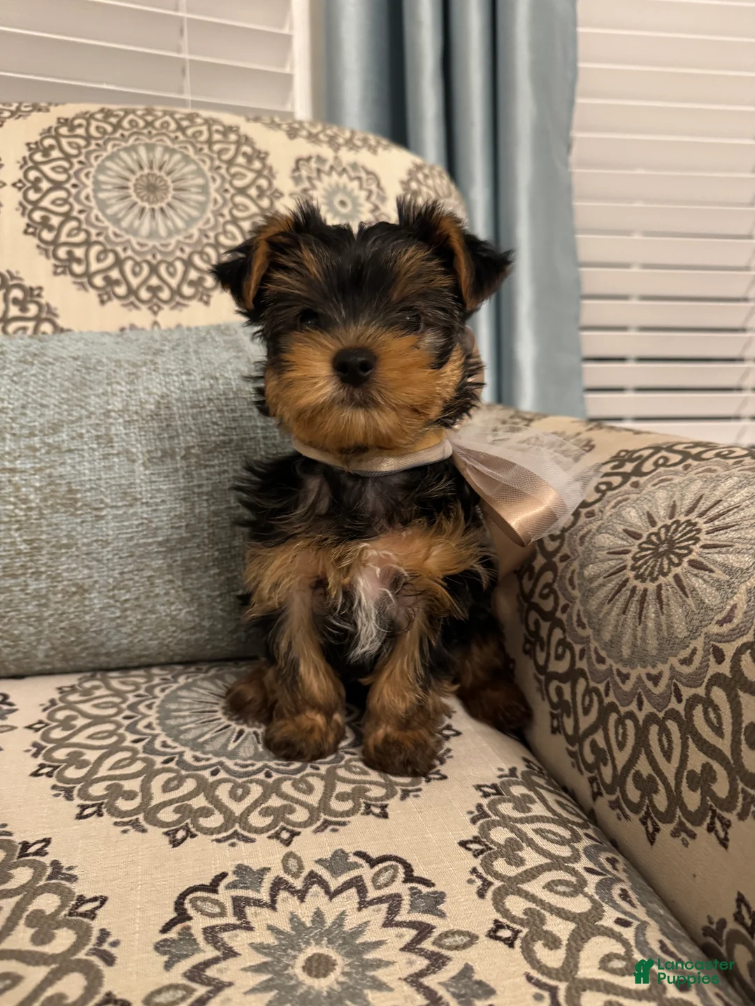 Yorkshire Terrier dogs for sale: Louis - Ad 2