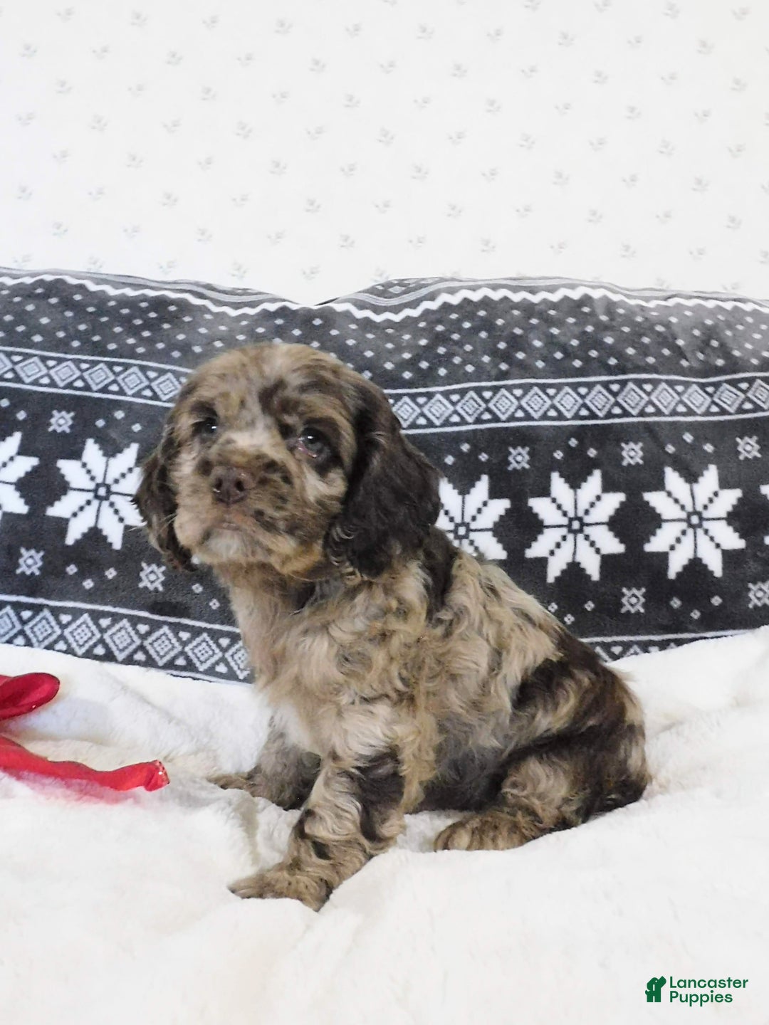 Cocker Spaniel dogs for sale: Butterscotch  - Ad 3