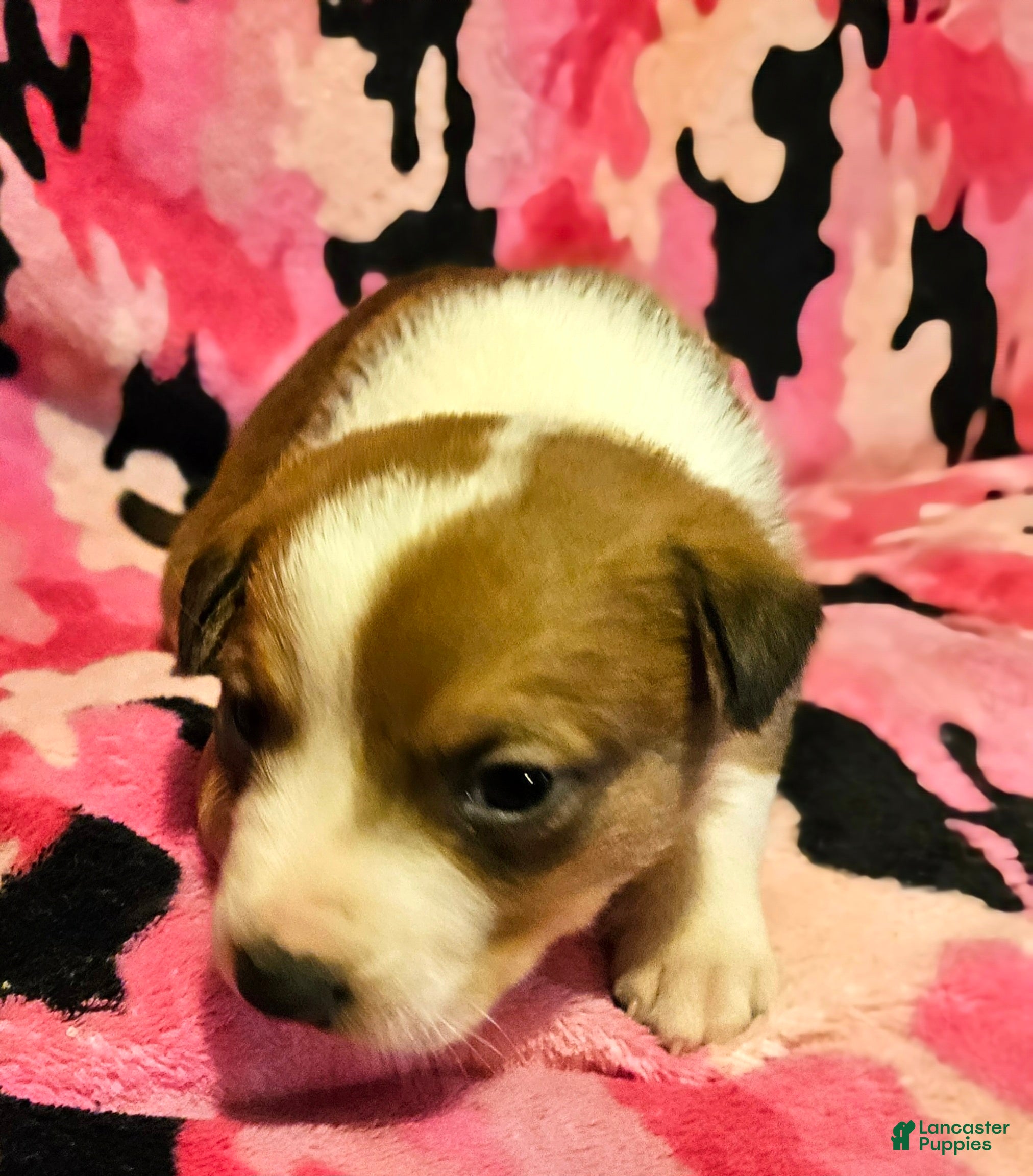 Border Collie dogs Uelle - Ad 17