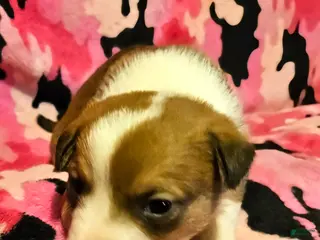 Border Collie dogs Uelle - Ad 17