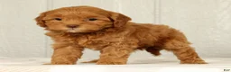 Cavapoo dogs for sale: Lilly - Ad 4