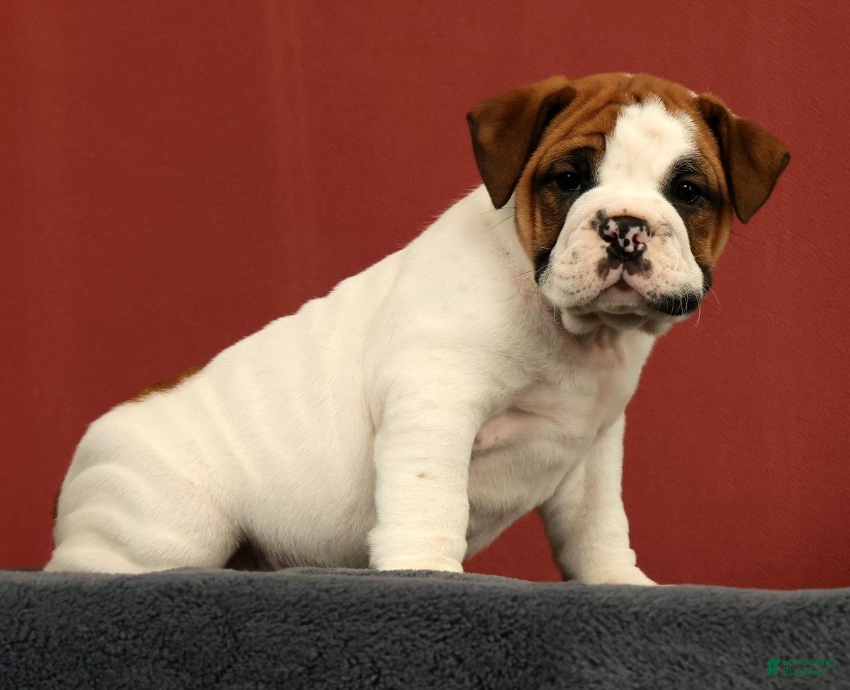 English Bulldog dogs Jasper - Ad 1
