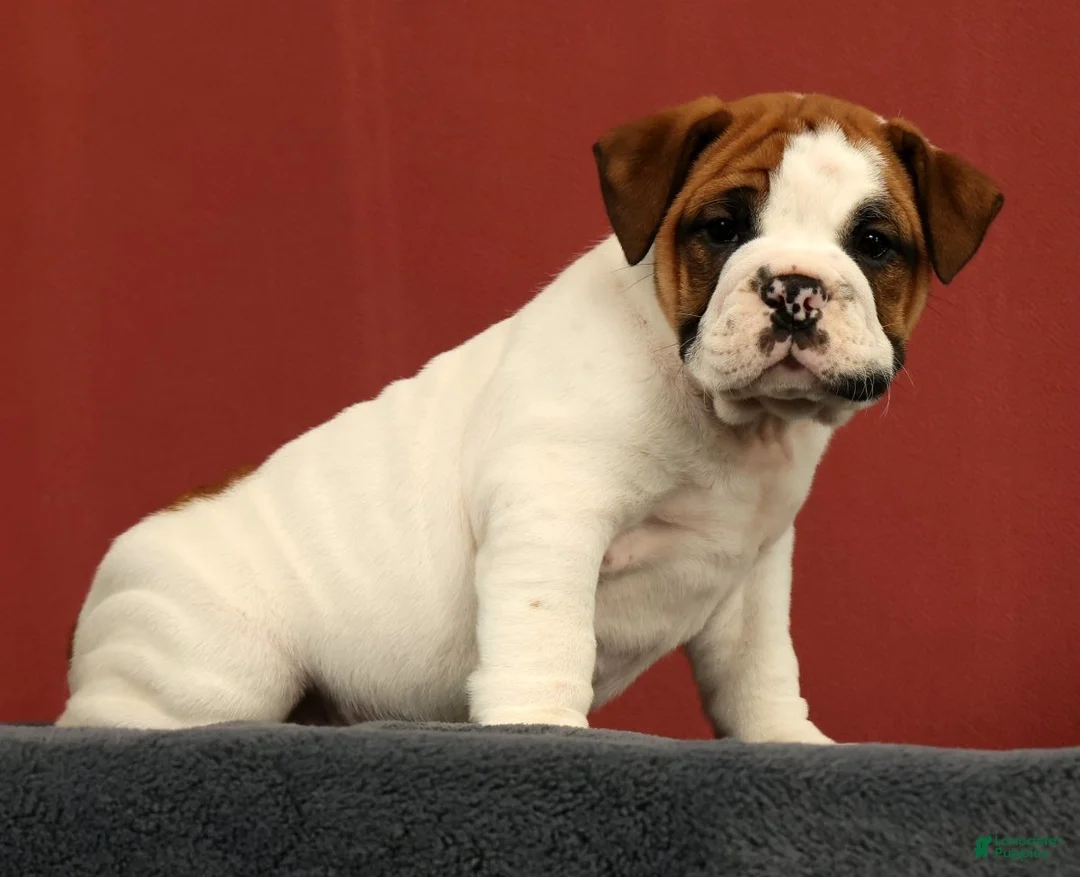 English Bulldog dogs for sale: Jasper - Ad 1