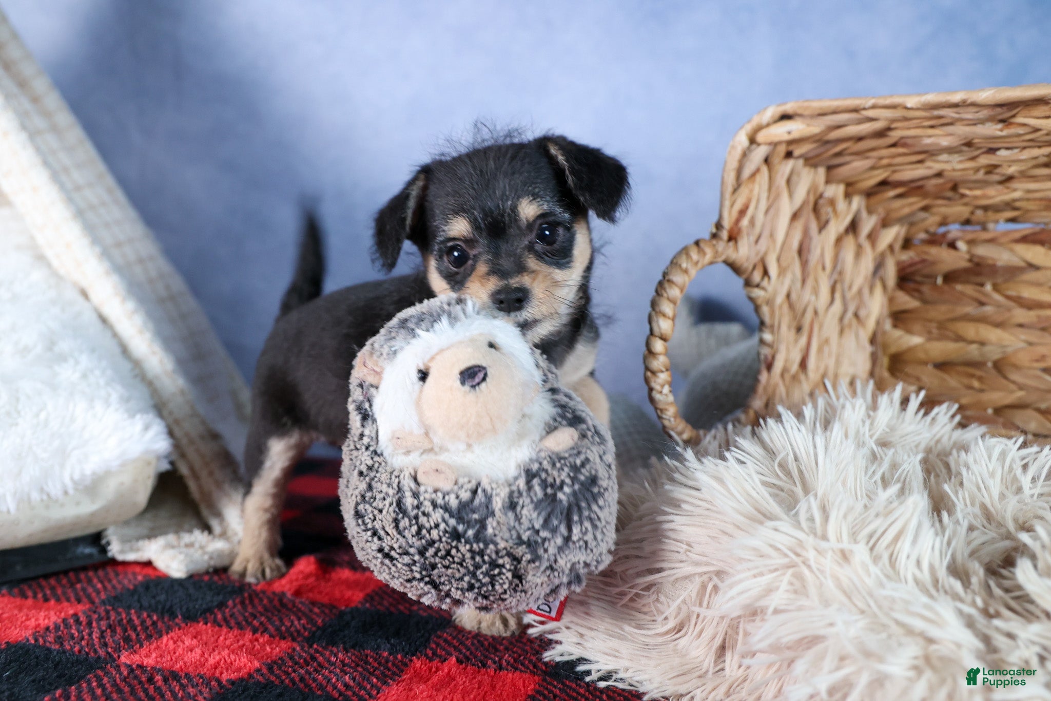 Chipoo dogs Kinsley - Ad 2