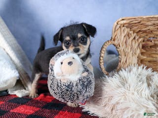 Chipoo dogs Kinsley - Ad 2