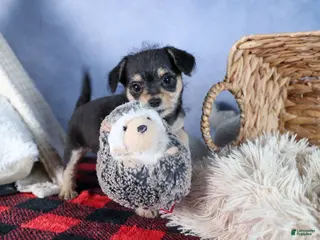 Chipoo dogs Kinsley - Ad 1