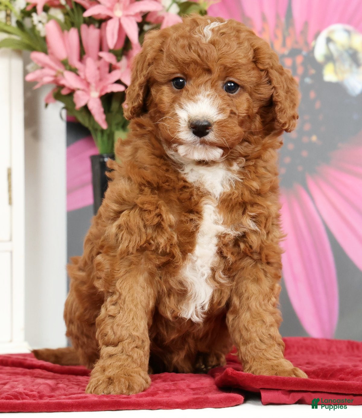 Mini Goldendoodle dogs Molly - Ad 1
