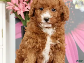 Mini Goldendoodle dogs for sale: Molly - Ad 2