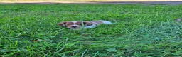 Miniature Dachshund dogs for sale: Reba - Ad 7