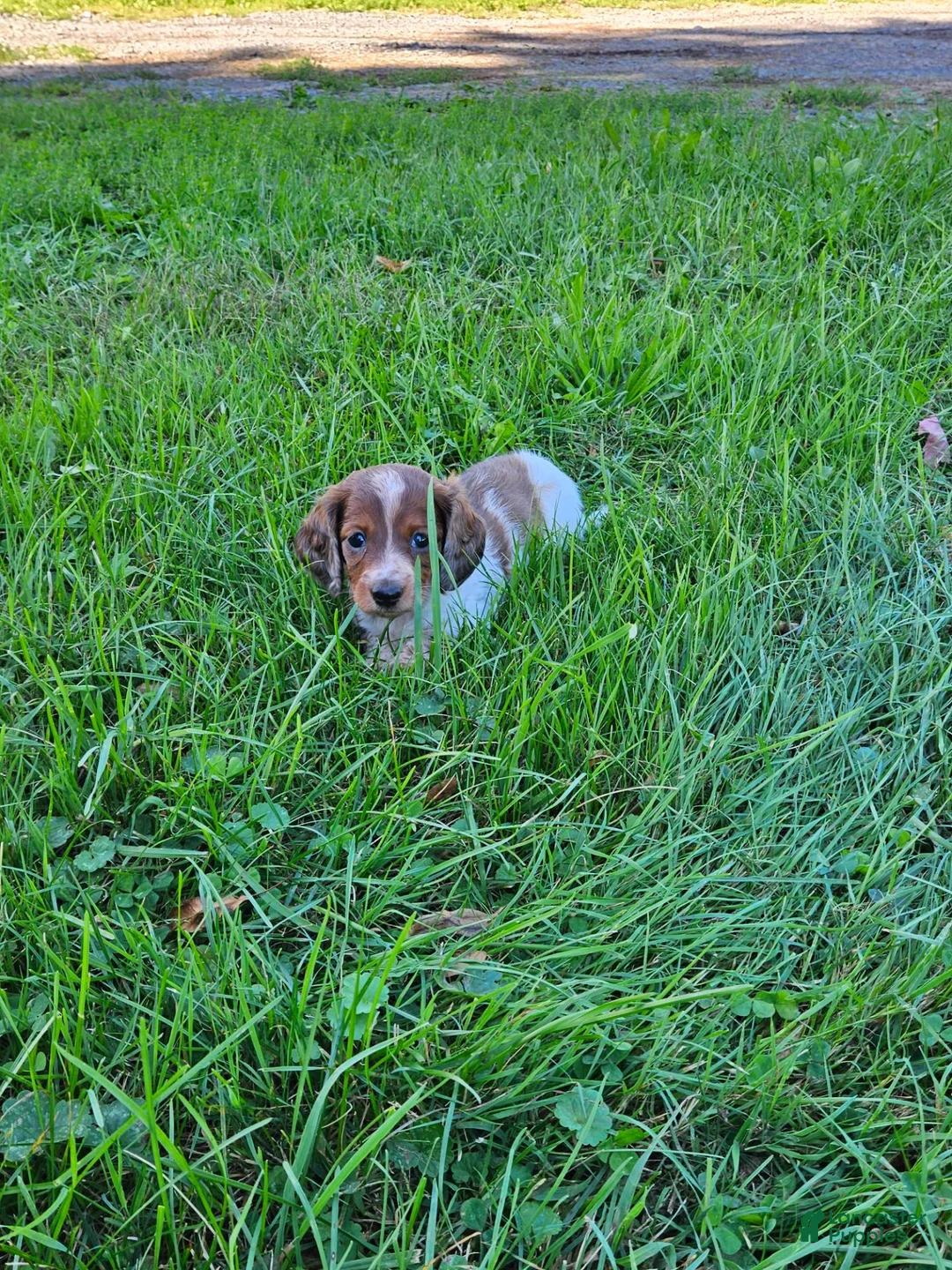 Miniature Dachshund dogs for sale: Reba - Ad 7
