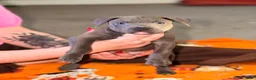 American Bully dogs for sale: American Bully 5 - Ad 3