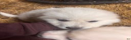 Great Pyrenees dogs for sale: Great Pyrenees Puppy 2 - Ad 1