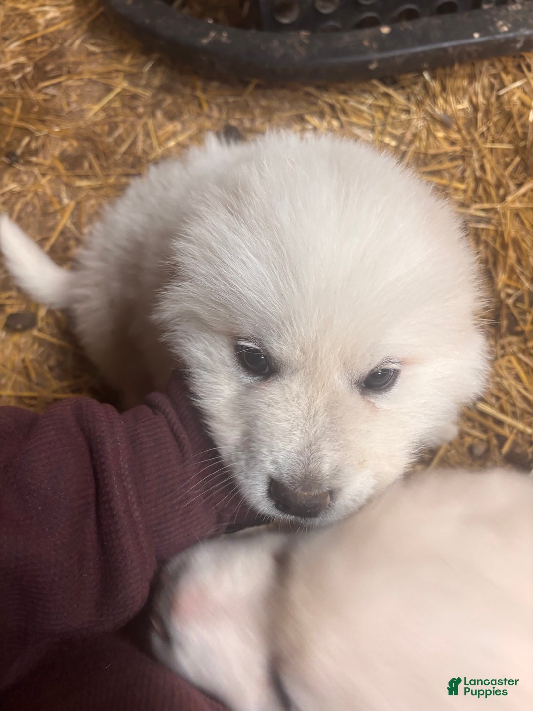 Great Pyrenees dogs for sale: Great Pyrenees Puppy 2 - Ad 1