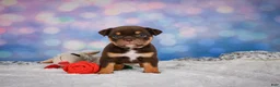 English Bulldog dogs for sale: Molly - Ad 4