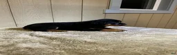 Rottweiler dogs for sale: Rottweiler 3 - Ad 3