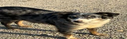 Mixed Breed dogs for sale: Mixed Breed 1 - Ad 7