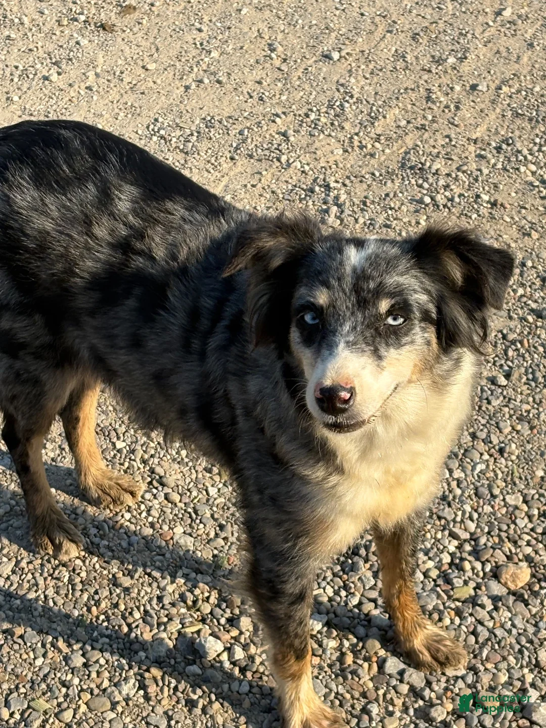 Mixed Breed dogs for sale: Mixed Breed 1 - Ad 7
