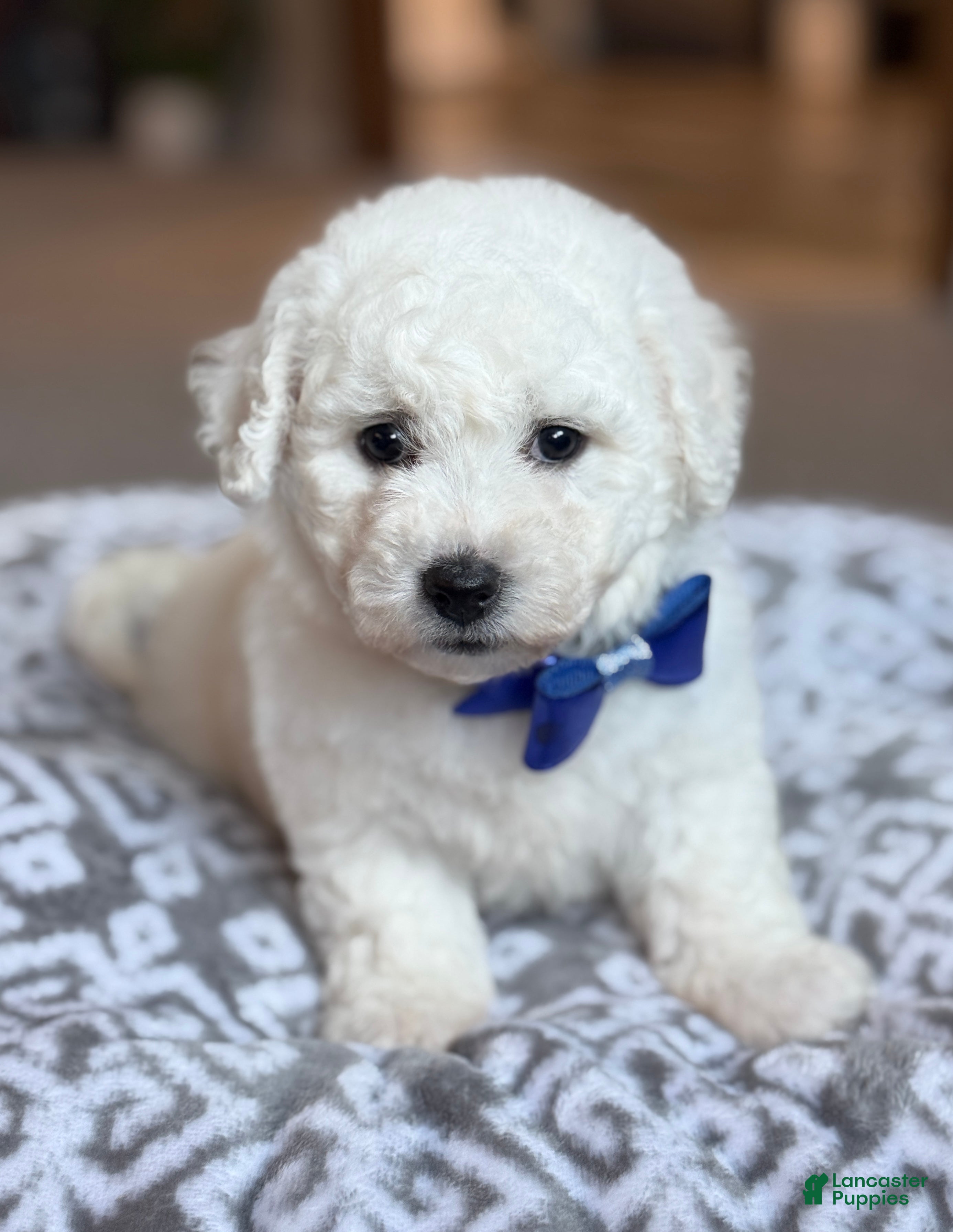 Bichon Frise dogs for sale: Lenny - Ad 32