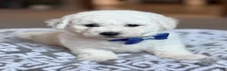 Bichon Frise dogs for sale: Lenny - Ad 1