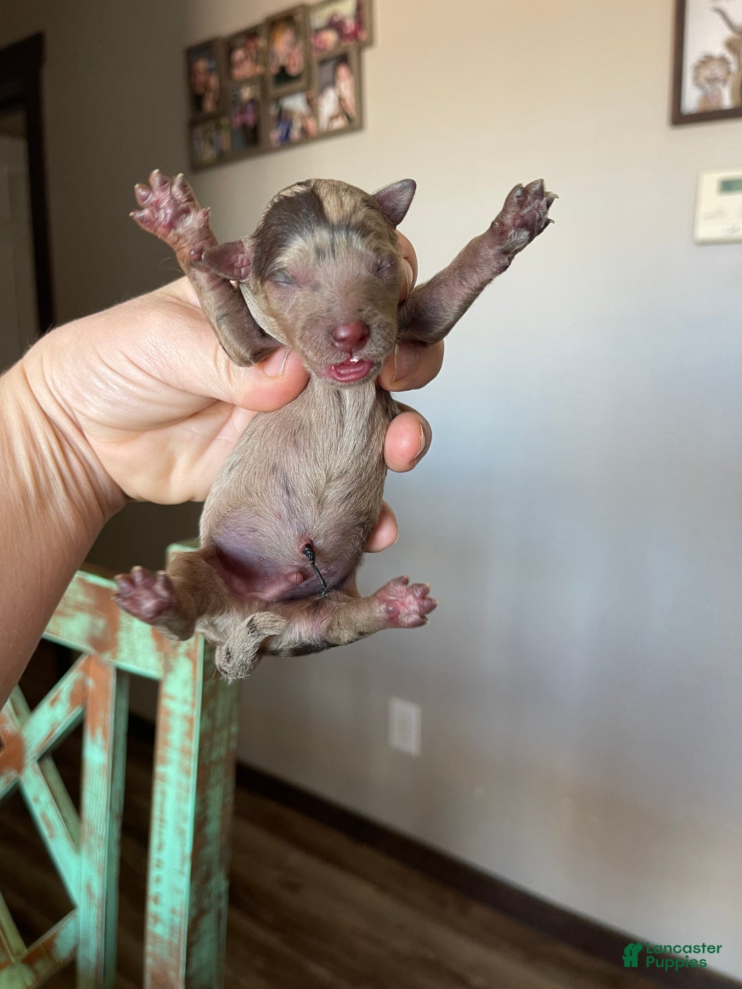 Miniature Poodle dogs for sale: Akc Clear Chocolate Merle Phantom Boy 1 - Ad 1