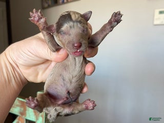 Miniature Poodle dogs Akc Clear Chocolate Merle Phantom Boy 1 - Ad 35