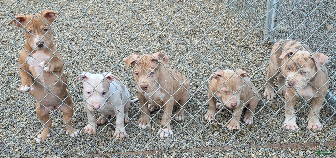 American Pit Bull Terrier dogs for sale: Zya - Ad 5