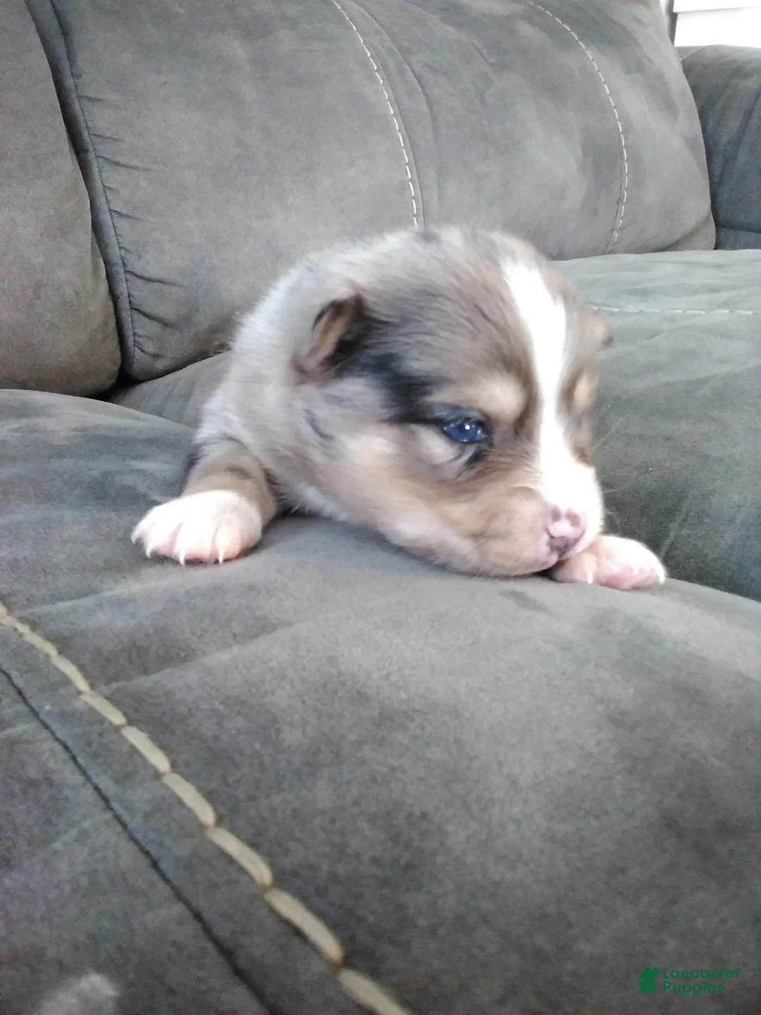 Pomsky dogs for sale: boe - Ad 4