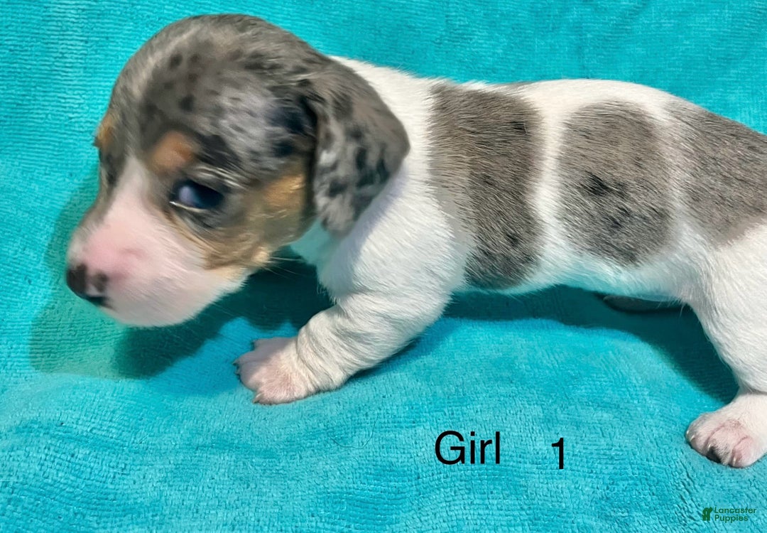Miniature Dachshund dogs for sale: Miniature Dachshund Puppy 1 - Ad 3