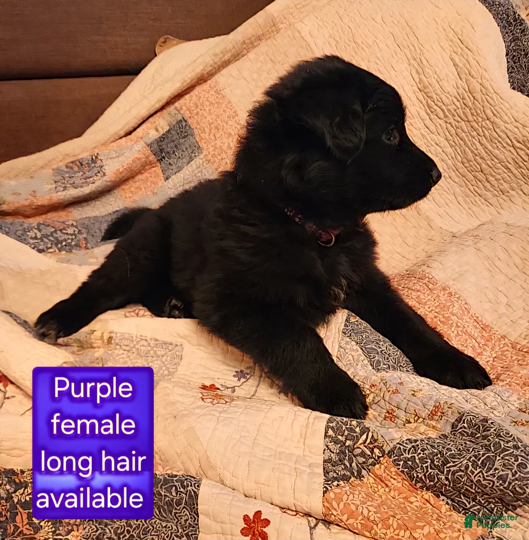 German Shepherd dogs for sale: German Shepherd Puppy 4 - Ad 2