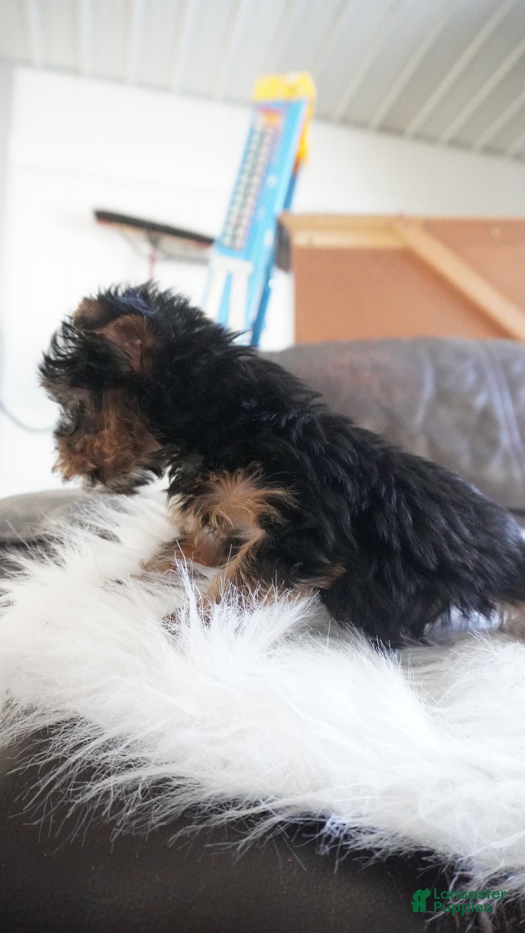 Yorkshire Terrier dogs for sale: Yorkshire Terrier Puppy 1 - Ad 12