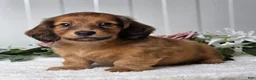 Miniature Dachshund dogs for sale: Max - Ad 5