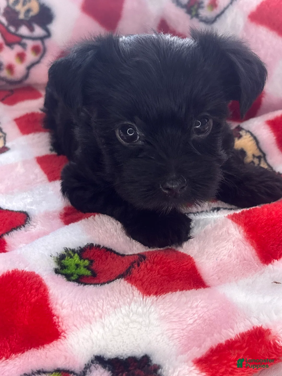 Yorkshire Terrier dogs for sale: Penny - Ad 2