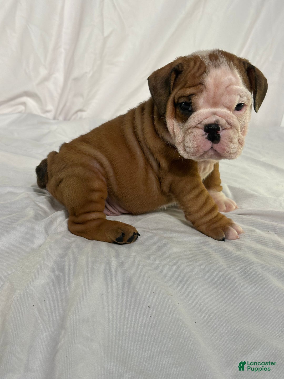 English Bulldog dogs for sale: Rosco - Ad 2